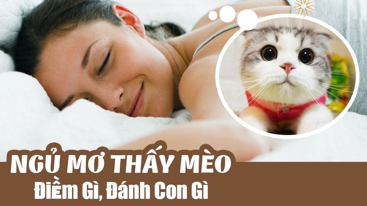 Nằm mơ thấy mèo, bạn đã thực sự trúng số chưa?